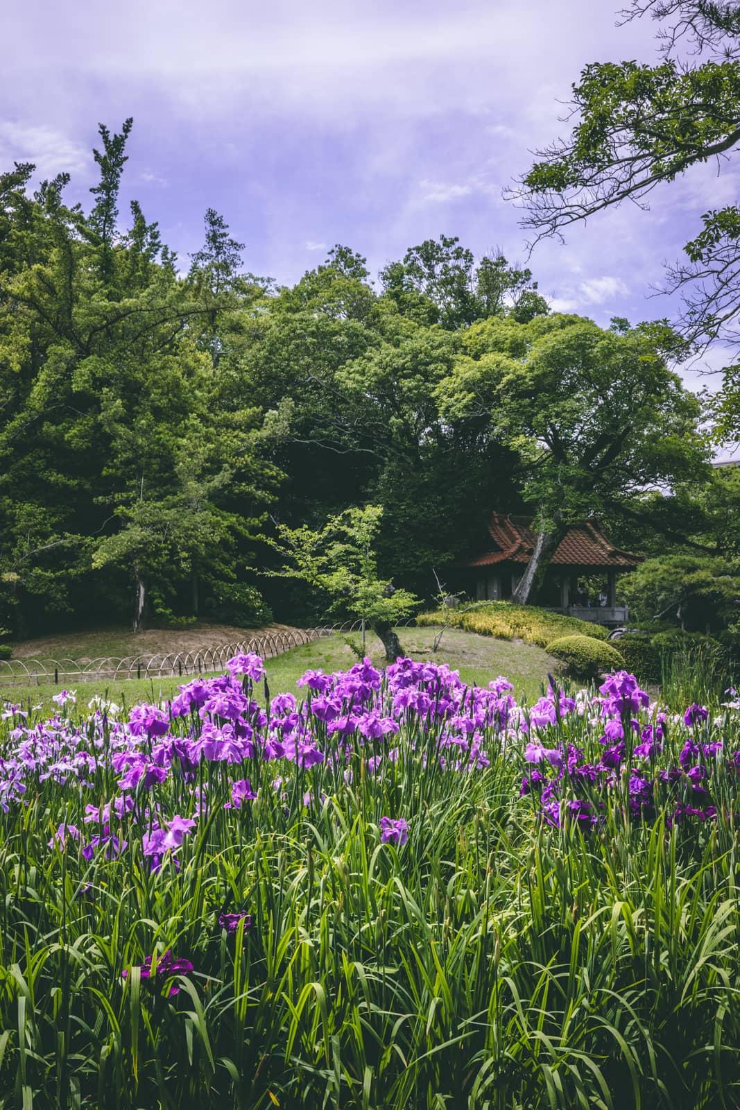 栗林公園の花菖蒲園